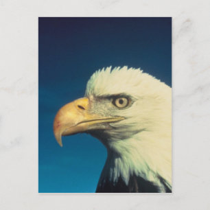 Bald Eagle Briefkaart