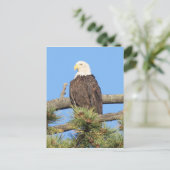 Bald Eagle Briefkaart (Staand voorkant)