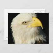 Bald Eagle Briefkaart (Voorkant / Achterkant)
