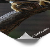 Bald Eagle Calling Poster (Hoek)