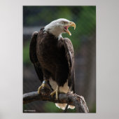 Bald Eagle Calling Poster (Voorkant)