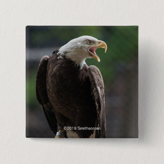 Bald Eagle Calling Vierkante Button 5,1 Cm (Voorkant)