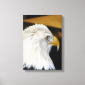 Bald Eagle Canvas Afdruk (Voorkant)