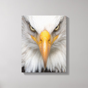 Bald eagle canvas afdruk