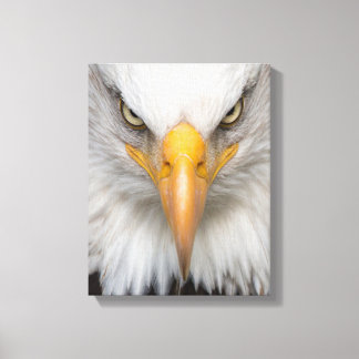 Bald eagle canvas afdruk