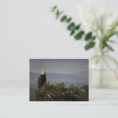 Bald Eagle - Carte de visite (Debout devant)