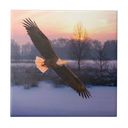 BALD EAGLE CERAMIC TILE TEGELTJE (Voorkant)