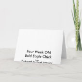 Bald Eagle Chick - Cartes (Dos)