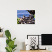 Bald Eagle Chick - Fine Art Prints (Thuiskantoor)