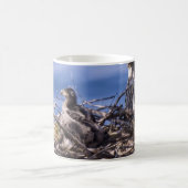 Bald Eagle Chick - Mugs (Centre)