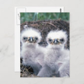 Bald Eagle Chicken Briefkaart (Voorkant / Achterkant)