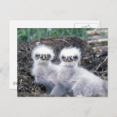Bald Eagle Chicken Briefkaart (Voorkant / Achterkant)