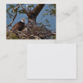Bald Eagle Chicks - Carte de visite (Devant / Derrière)