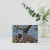 Bald Eagle Chicks - Carte de visite (Debout devant)