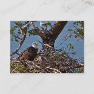 Bald Eagle Chicks - Carte de visite