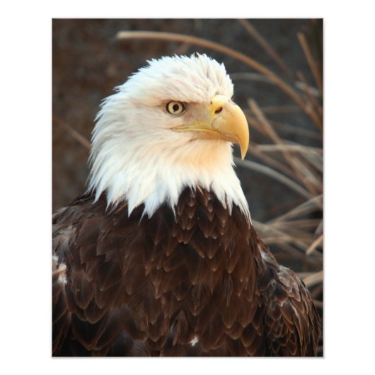 Bald Eagle Closeup Foto Afdruk (Voorkant)
