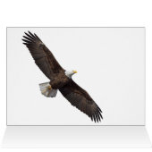 Bald Eagle, Déjeunons (Intérieur Horizontal (Haut))