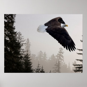 Bald Eagle die door de mist trekt Poster