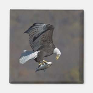 Bald Eagle die naar een vis staart Magneet
