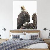 Bald Eagle die naar je kijkt Canvas Afdruk (Insitu (Slaapkamer))