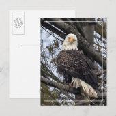 Bald Eagle die naar me kijkt Briefkaart (Voorkant / Achterkant)