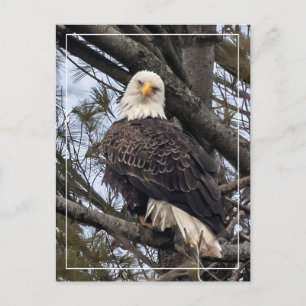 Bald Eagle die naar me kijkt Briefkaart