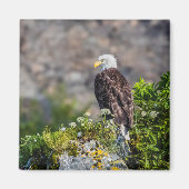 Bald Eagle die op de rockmagneet zit Magneet (Voorkant)