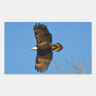 Bald Eagle die over bomen trekt Rechthoekige Sticker