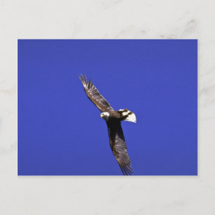 Bald Eagle die vleugeloefening tijdens volledige v Briefkaart