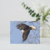 Bald Eagle Dive Briefkaart (Staand voorkant)