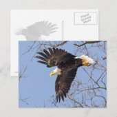 Bald Eagle Dive Briefkaart (Voorkant / Achterkant)
