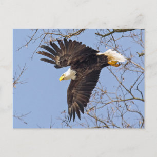 Bald Eagle Dive Briefkaart
