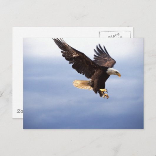 Bald Eagle Dive Briefkaart (Voorkant / Achterkant)