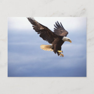 Bald Eagle Dive Briefkaart