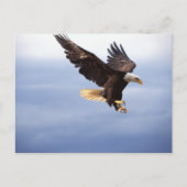 Bald Eagle Dive Briefkaart (Voorkant)
