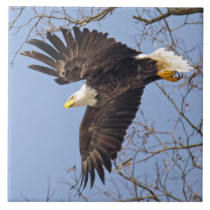 Bald Eagle Dive Tegeltje
