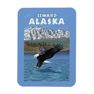 Bald Eagle Diving - Seward, Alaska Magneet