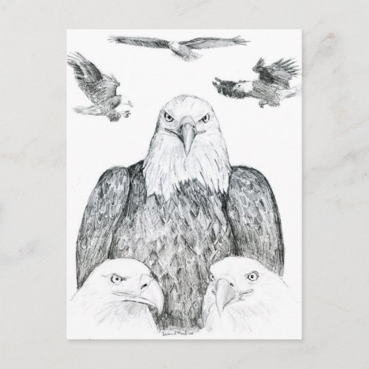 Bald Eagle Drawing Briefkaart (Voorkant)