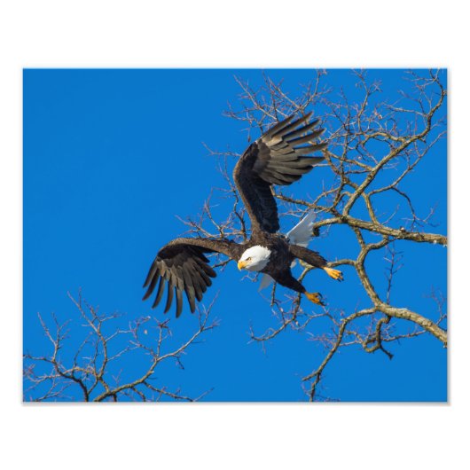 Bald Eagle Drop Foto Afdruk (Voorkant)