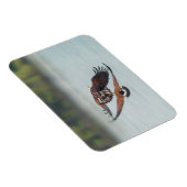 Bald Eagle en Goose Wildlife Foto Magneet (Rechterzijde)