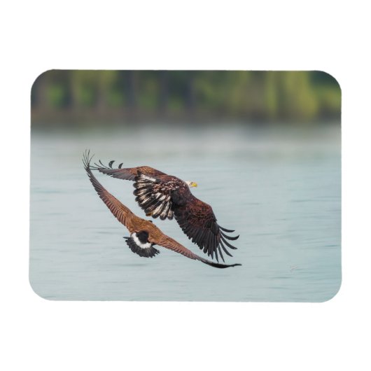 Bald Eagle en Goose Wildlife Foto Magneet (Horizontaal)