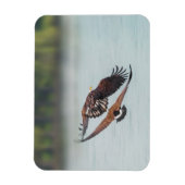 Bald Eagle en Goose Wildlife Foto Magneet (Verticaal)