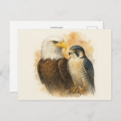 Bald Eagle en Peregrine Falcon Wildlife Art Briefkaart (Voorkant / Achterkant)
