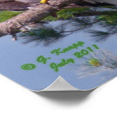 Bald Eagle en tant qu'impression ou affiche (Coin)