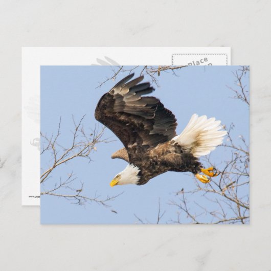 Bald Eagle Eyes Briefkaart (Voorkant / Achterkant)