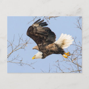 Bald Eagle Eyes Briefkaart