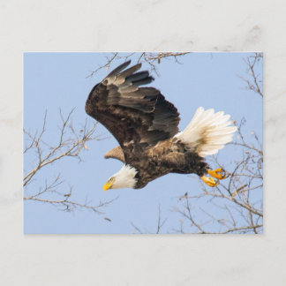 Bald Eagle Eyes Briefkaart