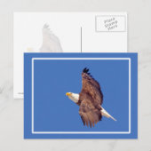 Bald Eagle Eyes tegen de hemel Briefkaart (Voorkant / Achterkant)
