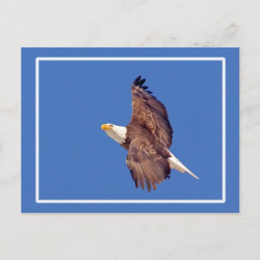 Bald Eagle Eyes tegen de hemel Briefkaart (Voorkant)
