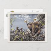 Bald Eagle Familie van Vier Briefkaart (Voorkant / Achterkant)